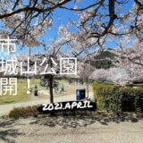 春の長野市城山公園桜満開