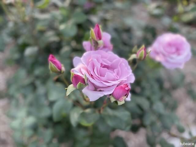 ピンク色の薔薇と蕾