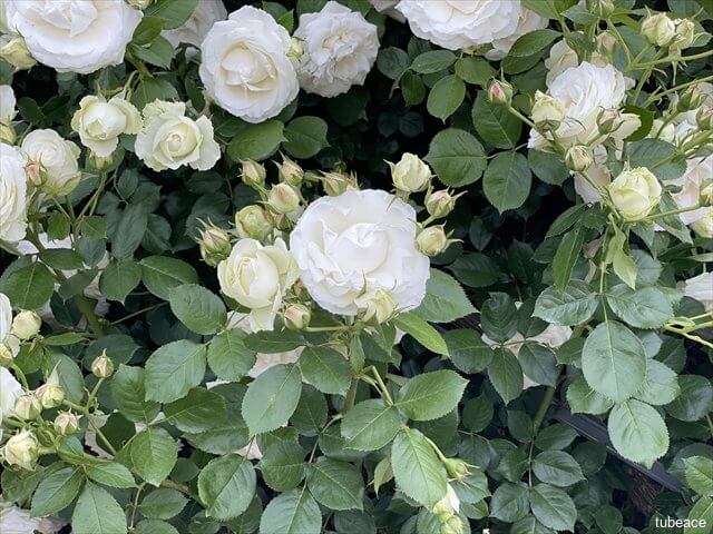 白色の薔薇と蕾