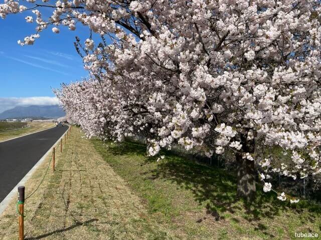 千曲川堤防の桜