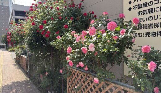 誰かに見てもらえたほうが花も喜ぶと思う